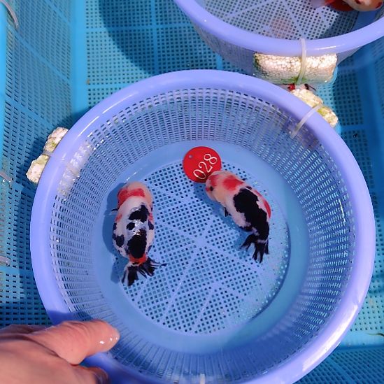 金鱼028兰寿两只特价顺丰包邮