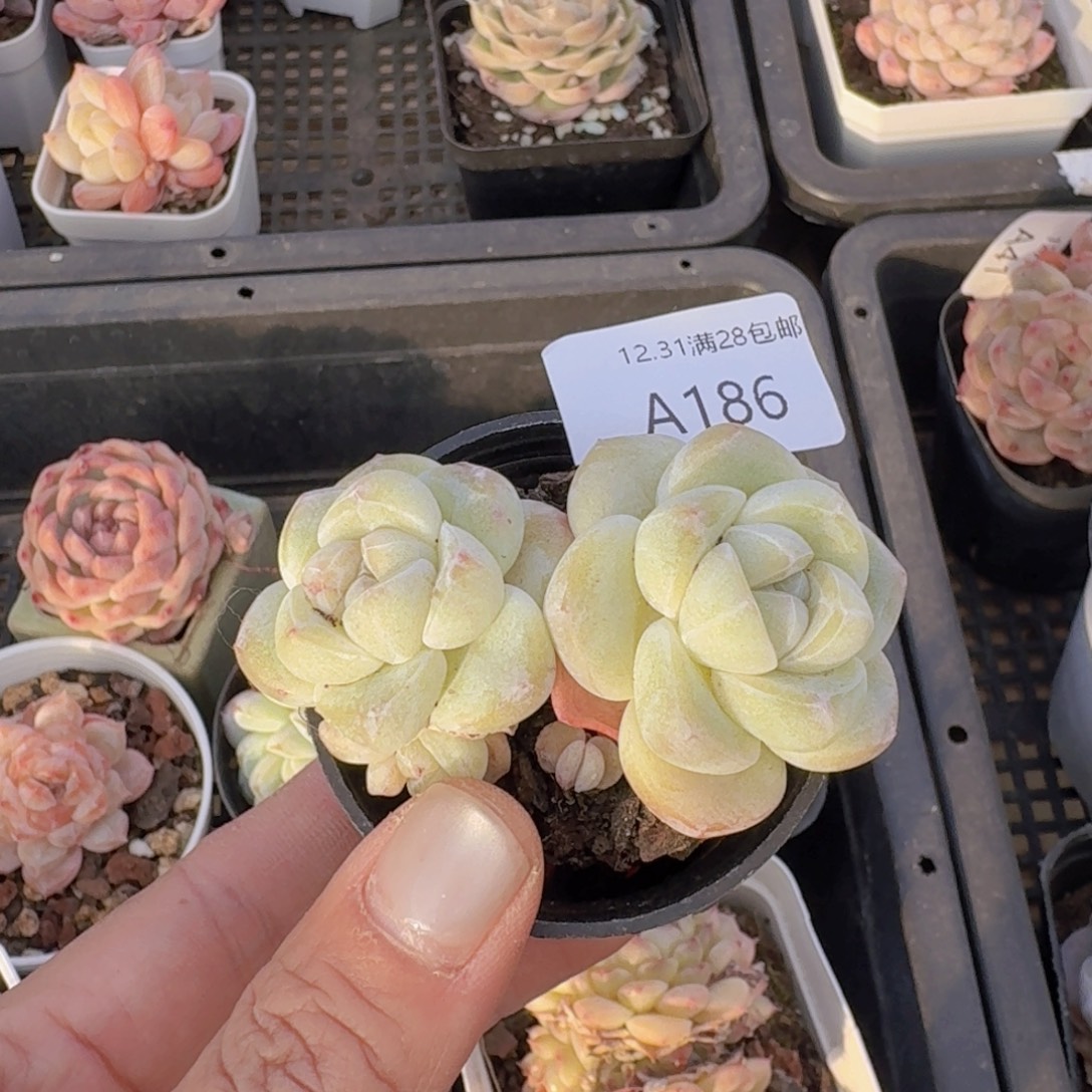 双头带石化崽一颗 白体