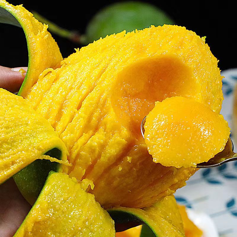 【放软食用】云南凯特大脸芒果新鲜采摘当季水果带箱9-10斤