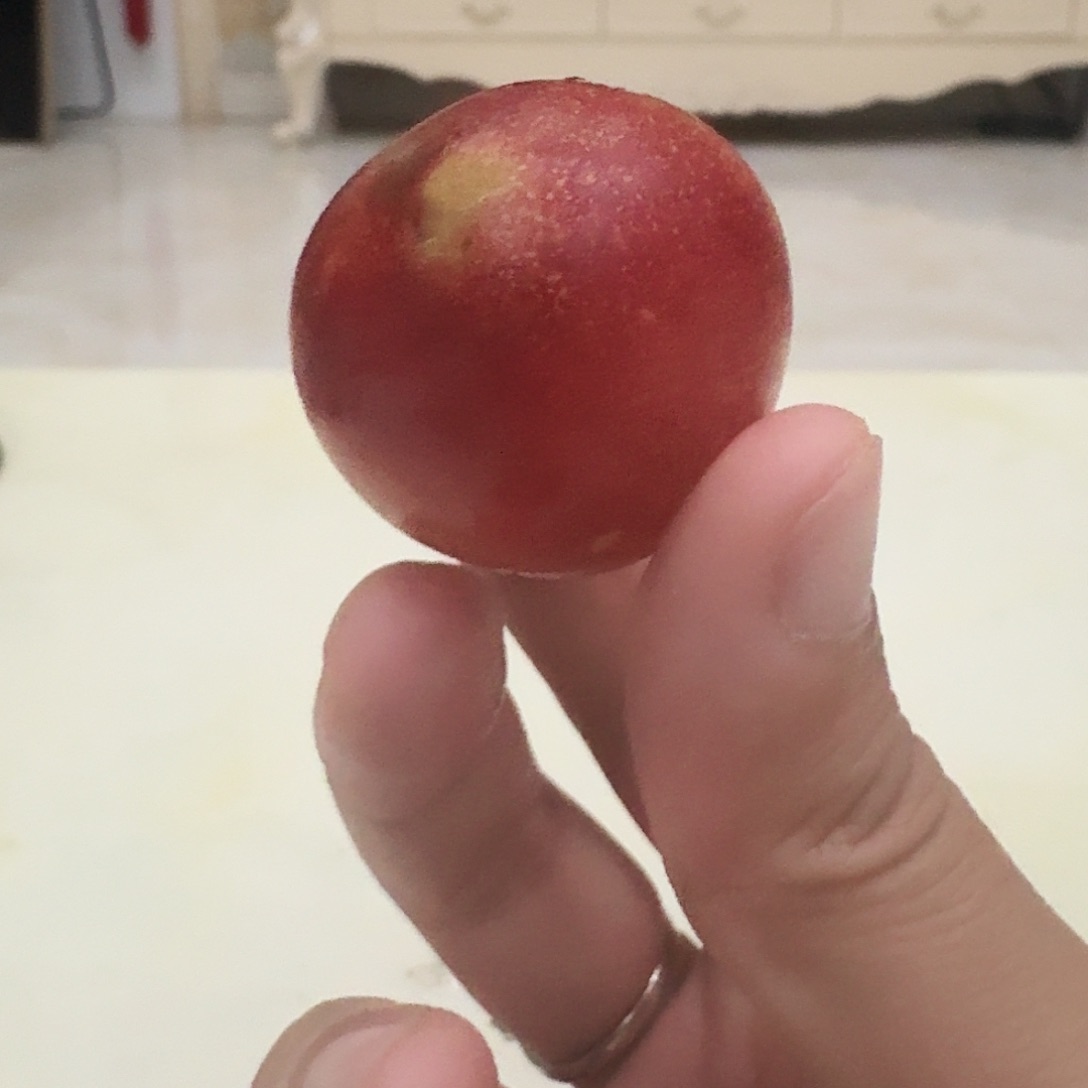 墨李子5斤叙利亚