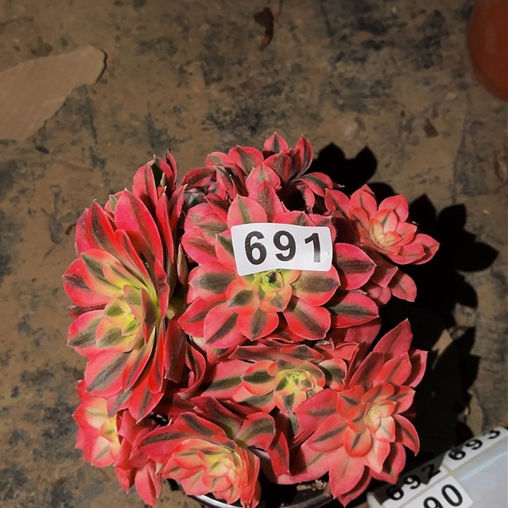 691妖月多肉植物处理不售后砍头丛林