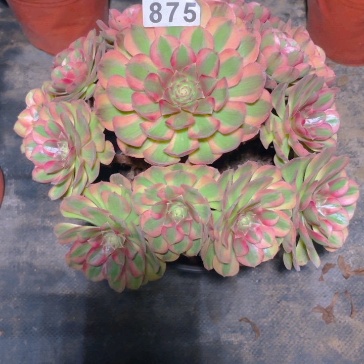 875老庄多肉法师雨荷