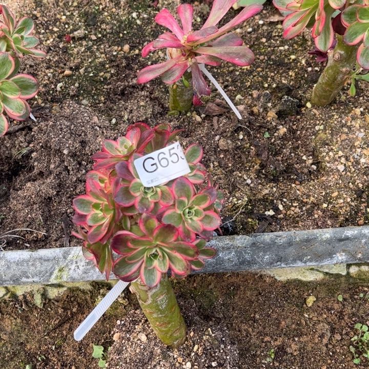 653魅金玫瑰锦多肉