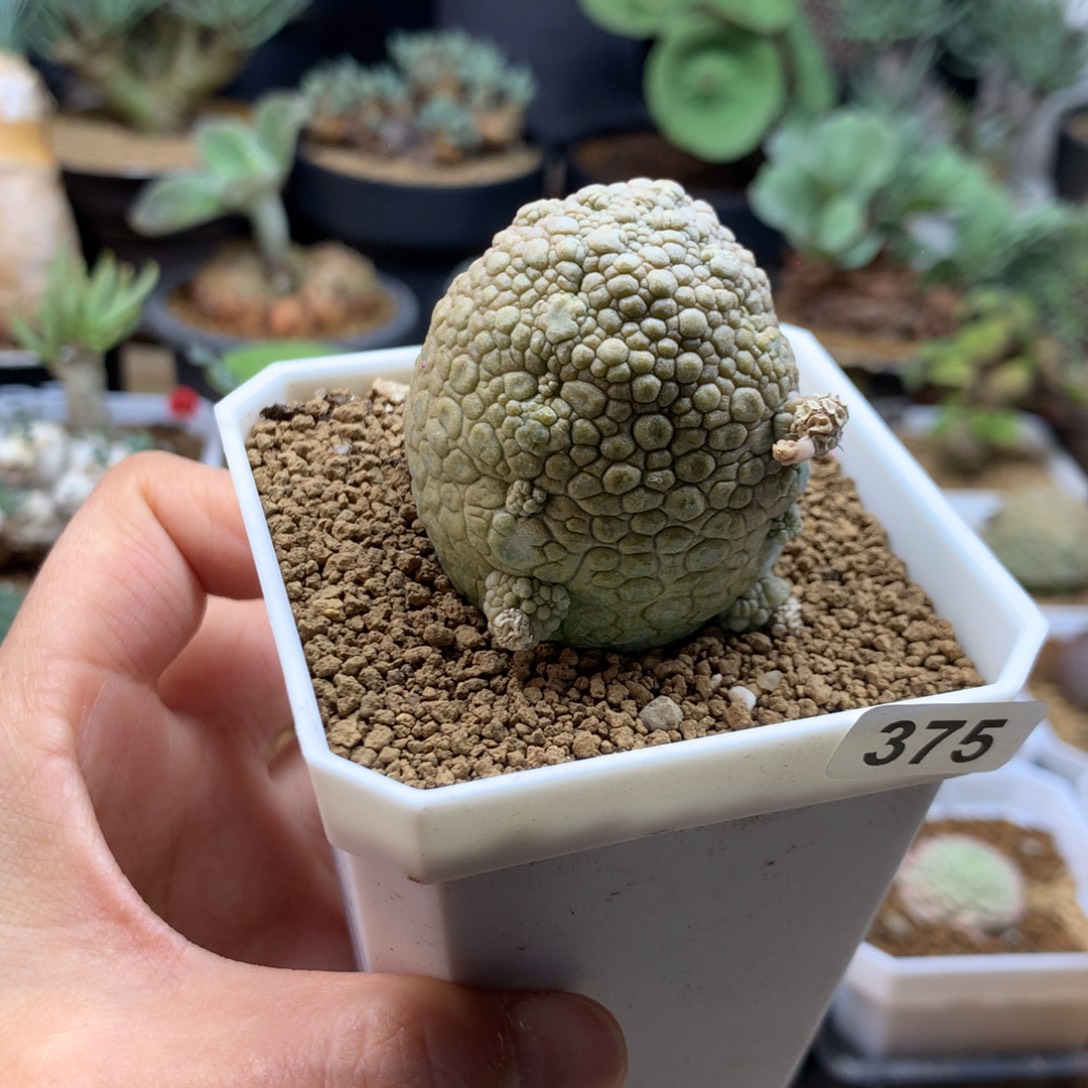 凝蹄玉母本带盆375