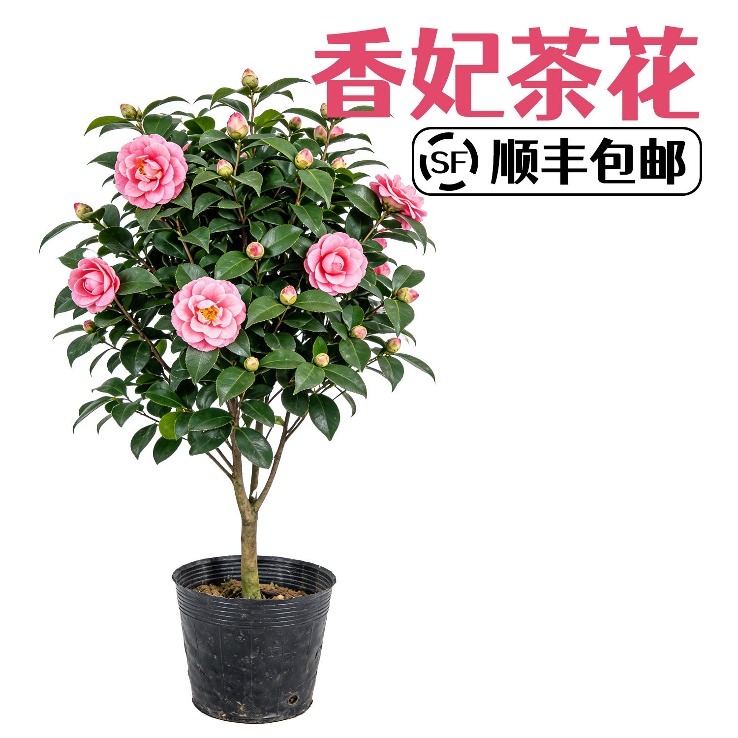 [顺丰包邮]带花苞香妃茶花盆栽室内外好养耐寒耐热四季可养绿植