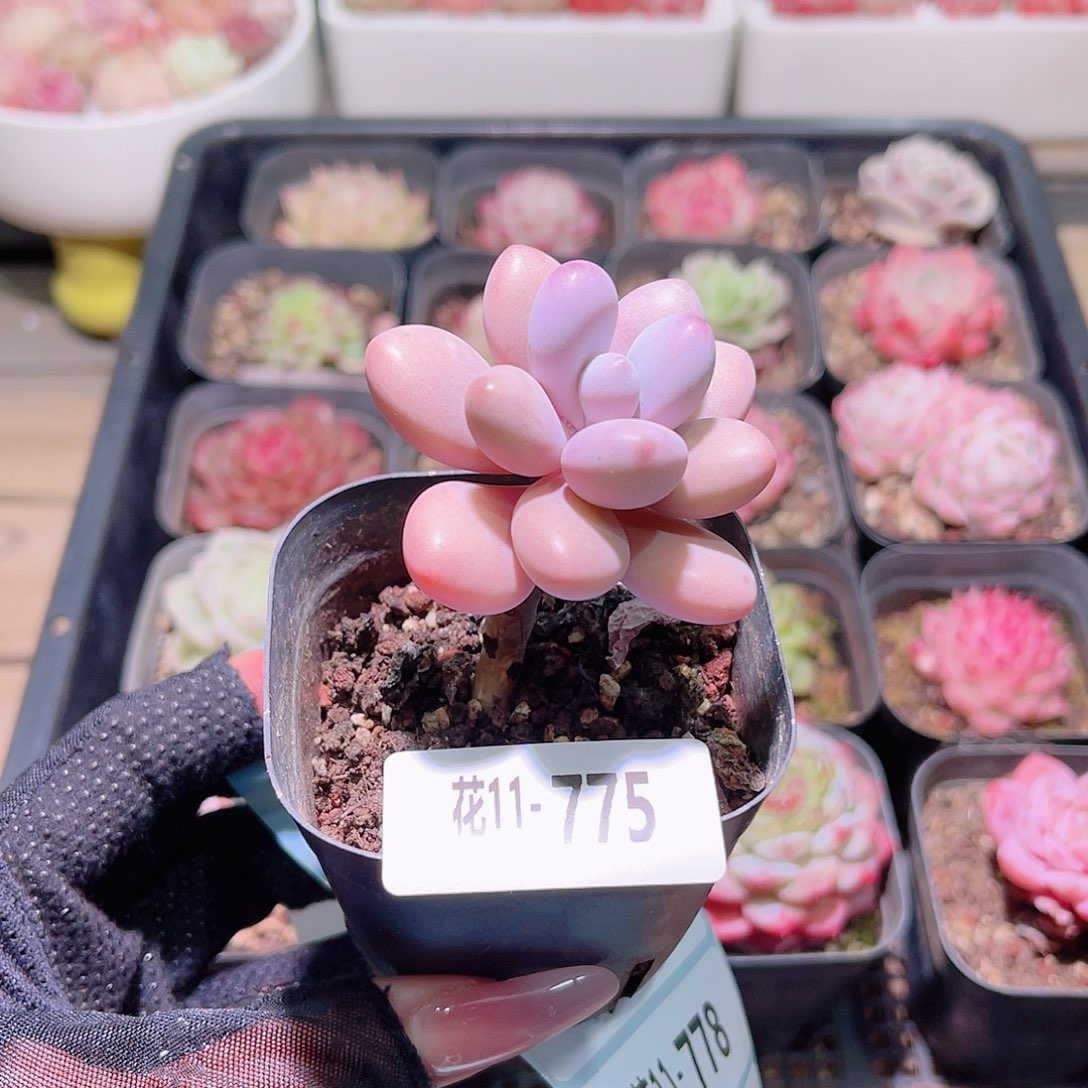 花利美11-775桃蛋