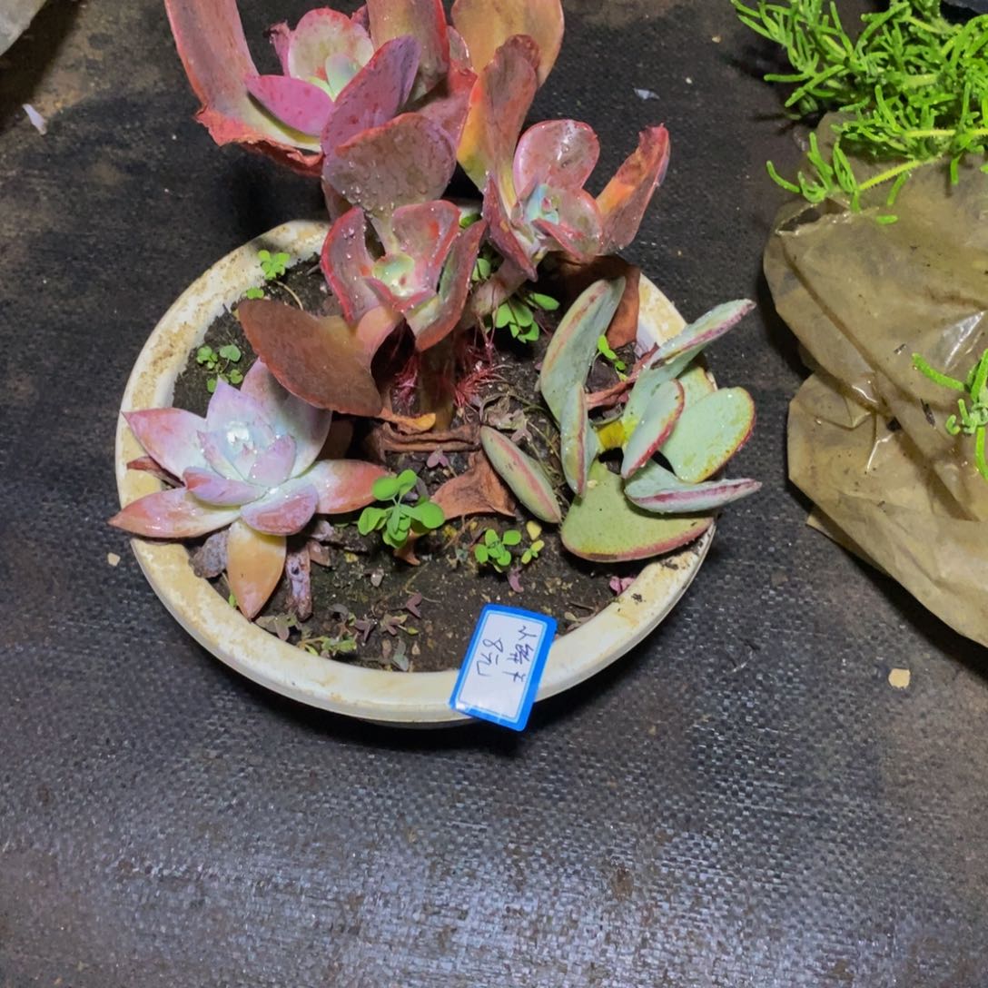 小***ε一物一拍一物一拍