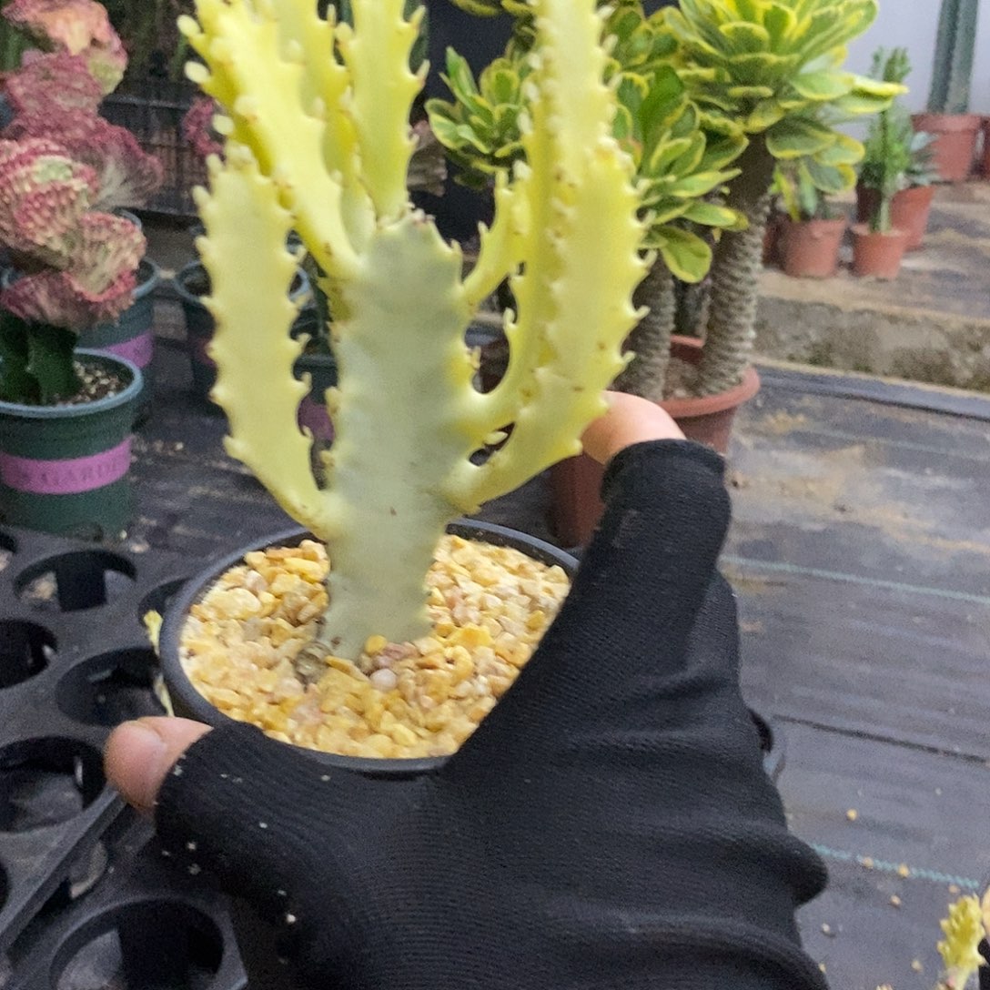 黄金龙骨一物一拍