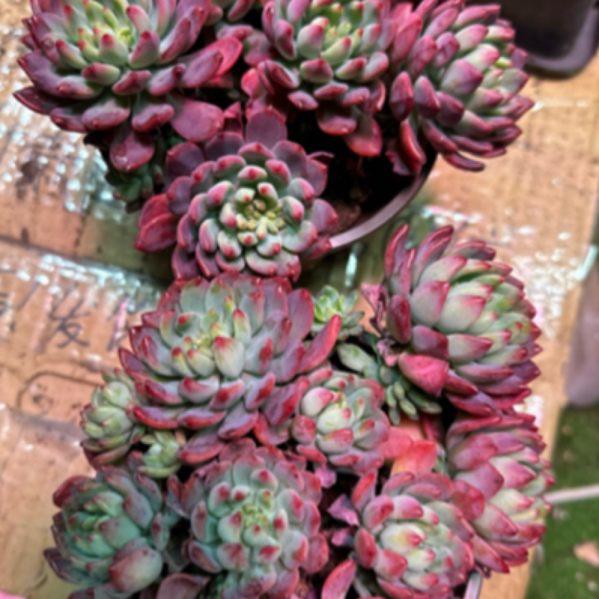 阳台多肉植物，自然群老庄精品包邮蓝苹果两颗带盆土发货