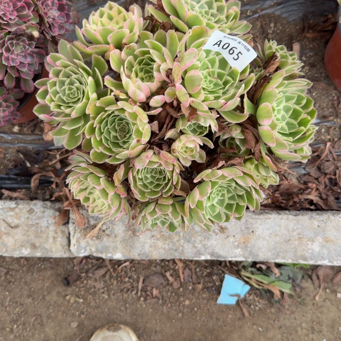 065孔雀翎。多肉植物