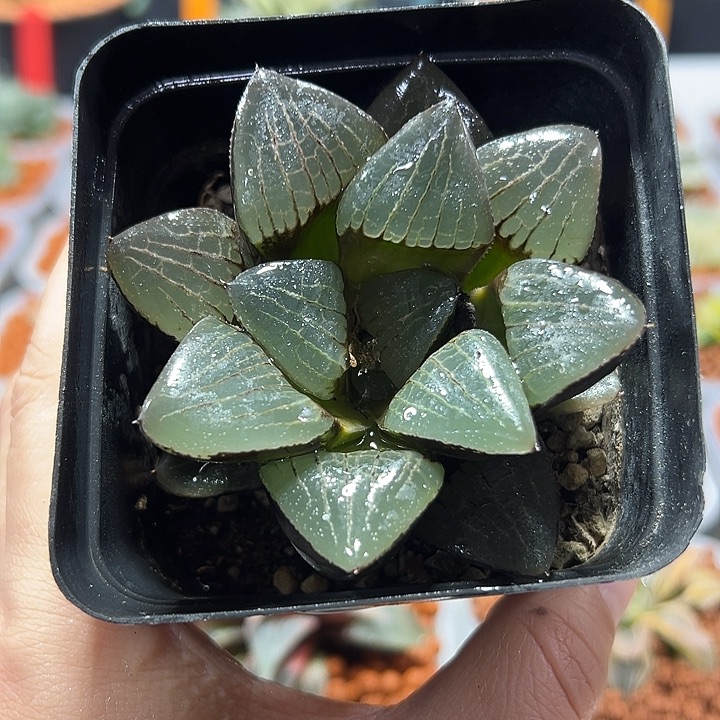 十二卷多肉日月潭