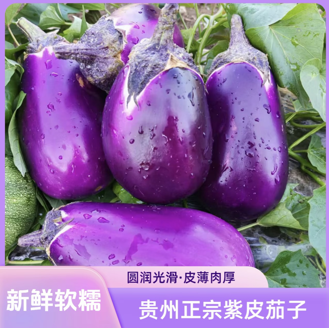 贵州农家高山品种紫色圆茄子软糯中通)