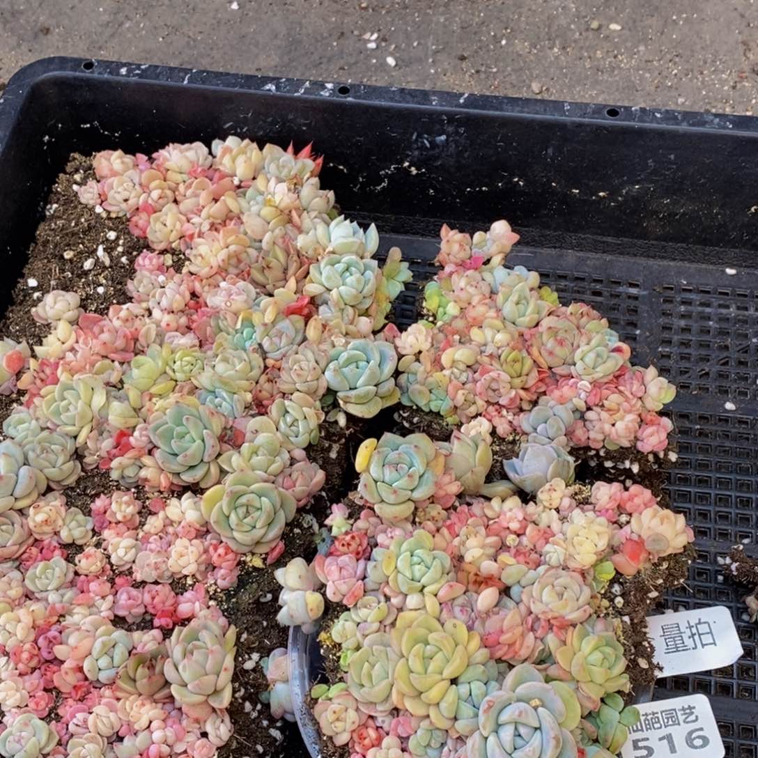 516多肉植物保护量拍一盒