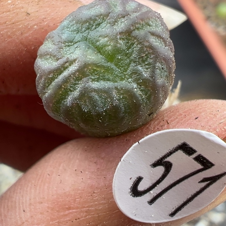 571好满30包邮111111111