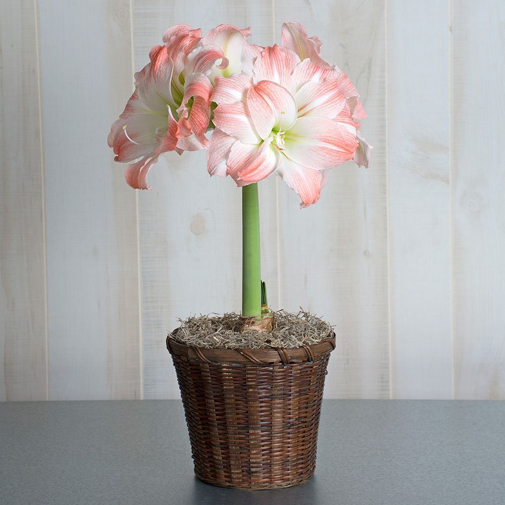 进口荷兰朱顶红种球超级黛丝多年生易爆花盆栽地栽重瓣粉色大花