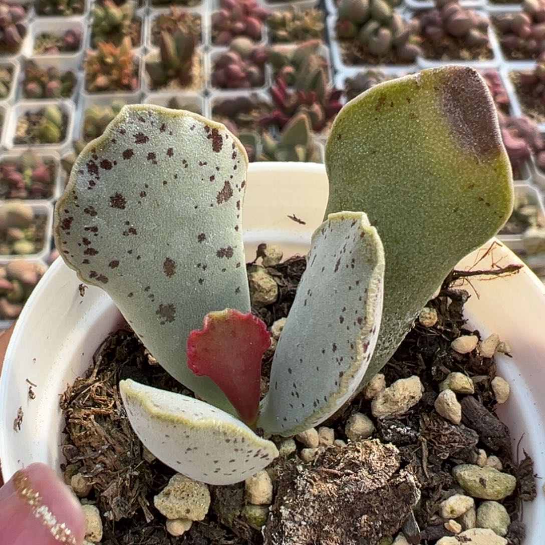 紫鹤水泡多肉植物母叶有疤