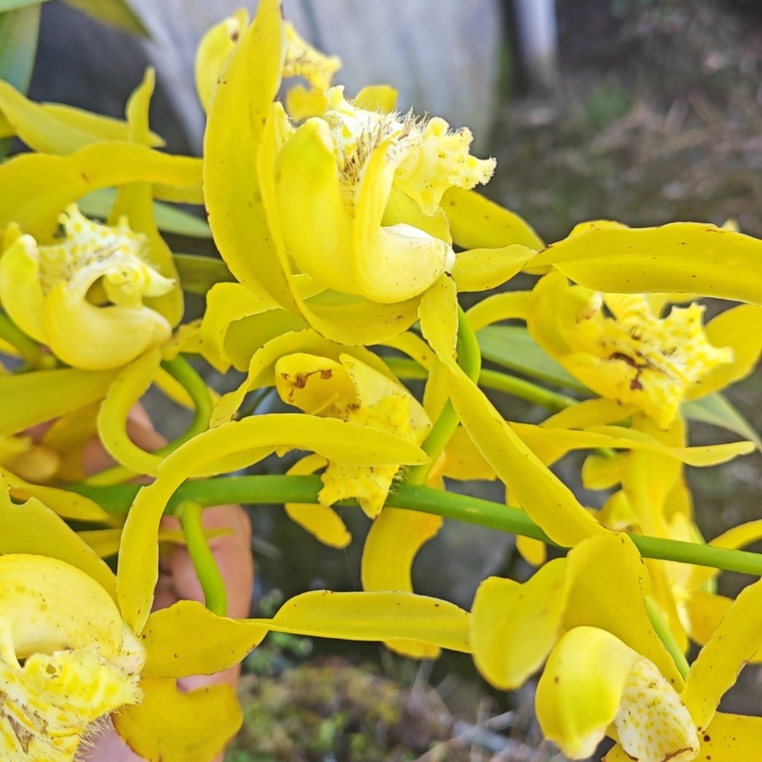 云南虎头兰大黄素