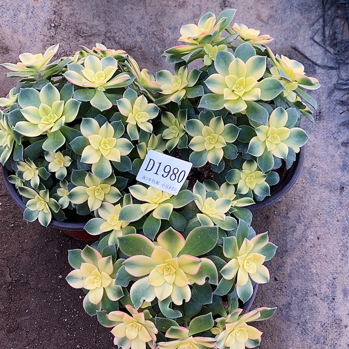 1980艳日辉多肉3颗组合发货叶片有黑斑