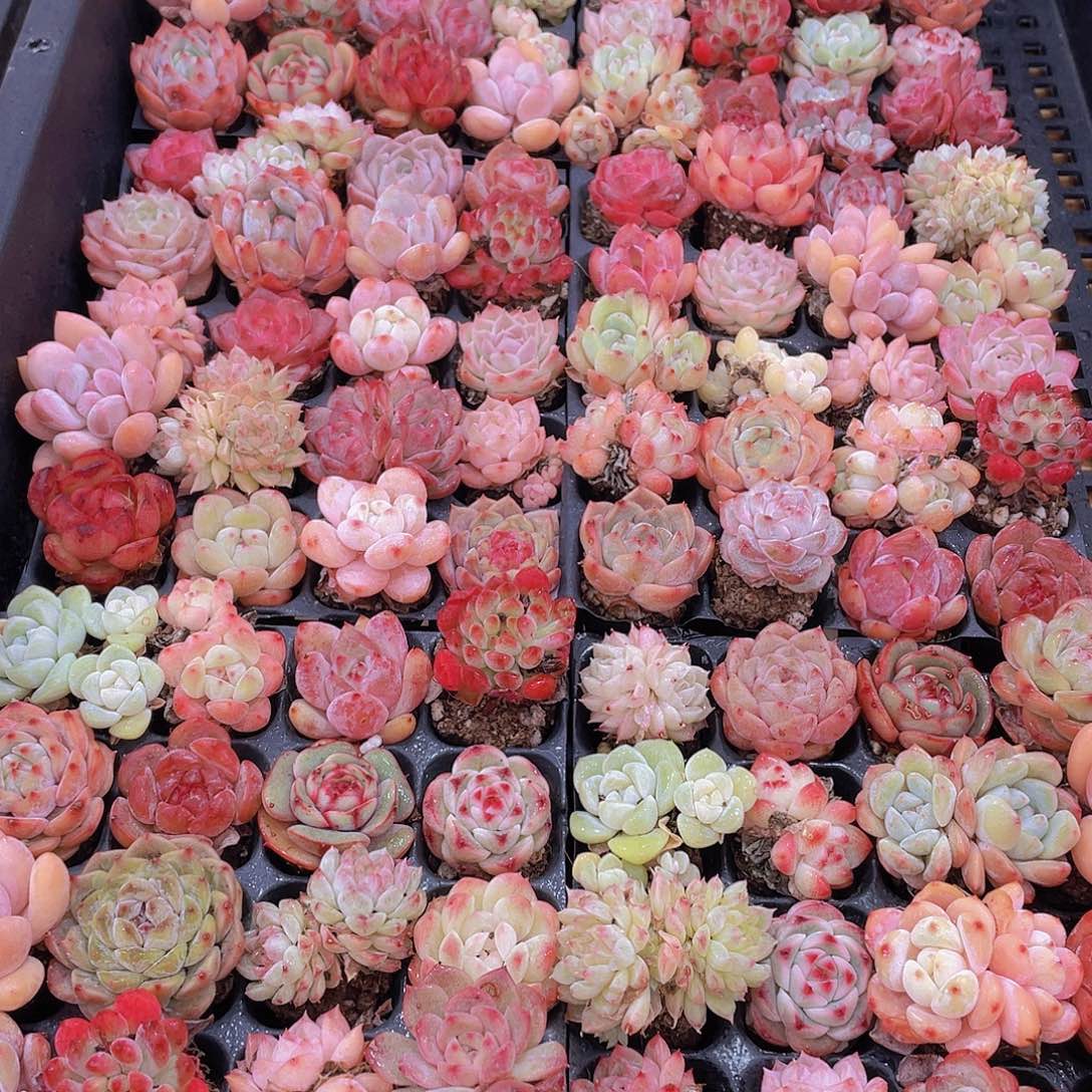 量拍71号 精品小可爱组合多肉20个