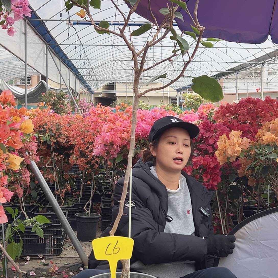 手***3大部分花苞少量开放C6凤凰