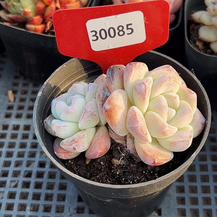 x***y糖心。   30085号。  