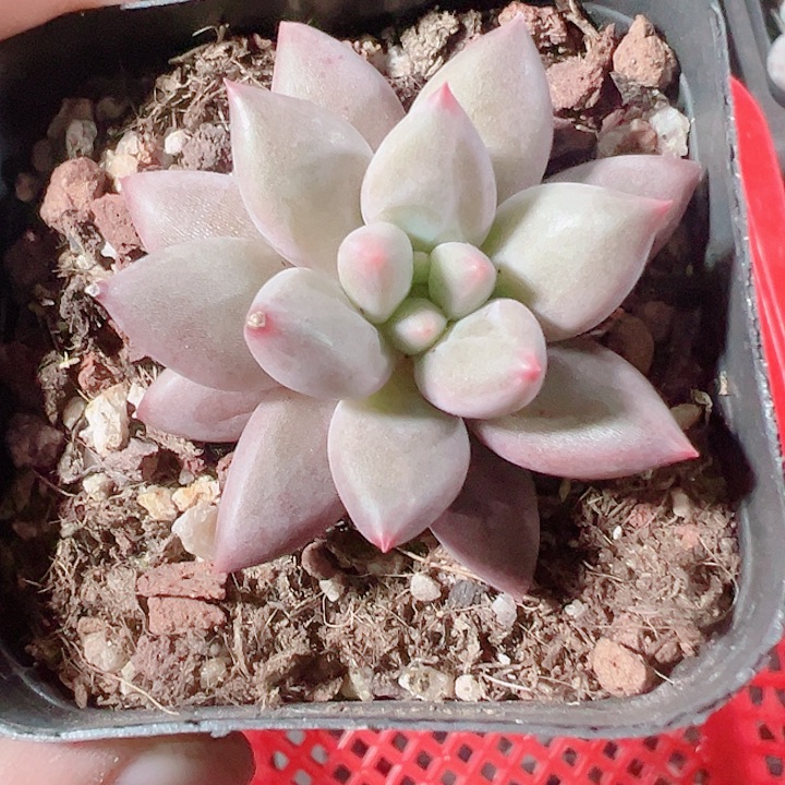 车厘子精品多肉植物大战