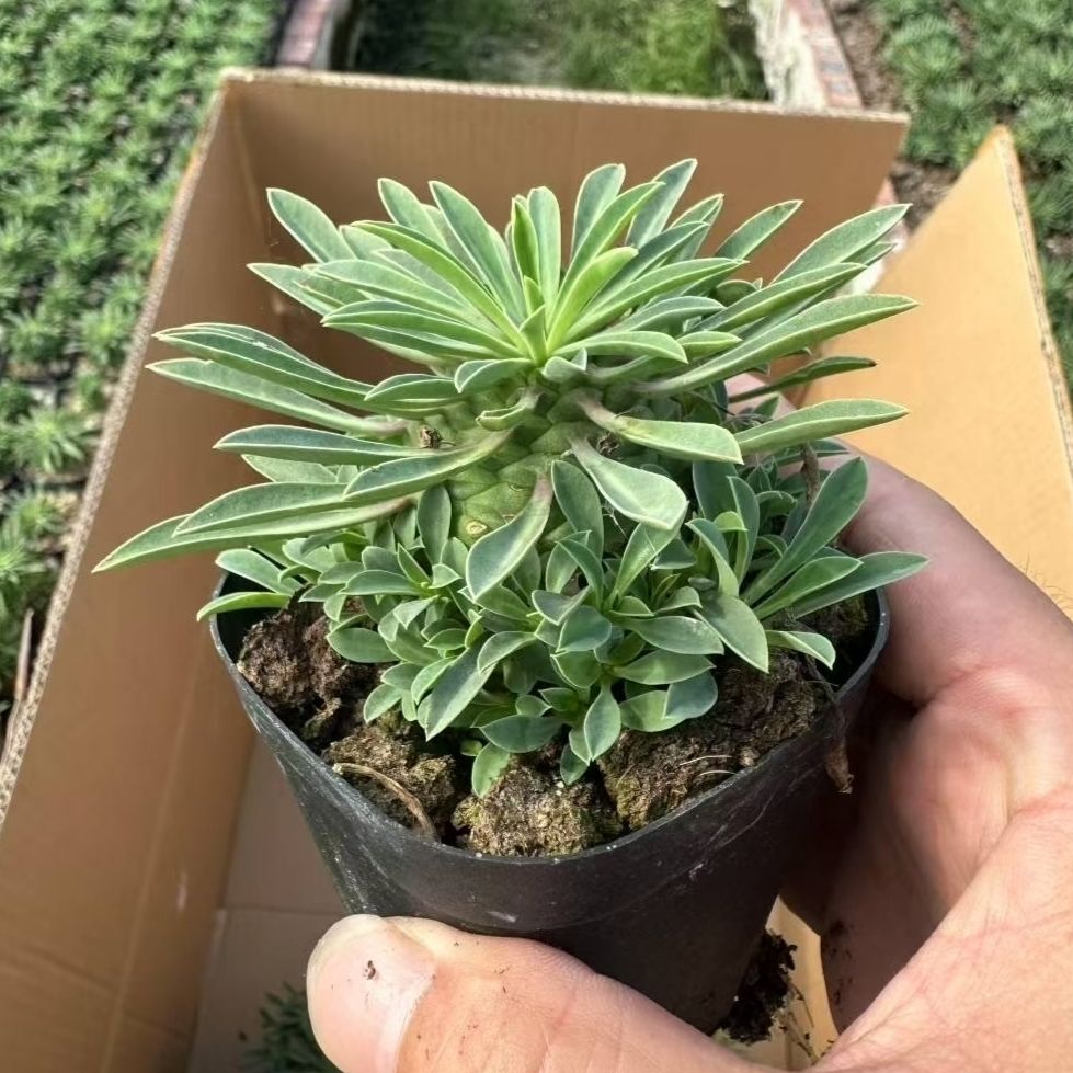 铁甲麒麟多肉植物带盆发货适合桌面阳台盆栽