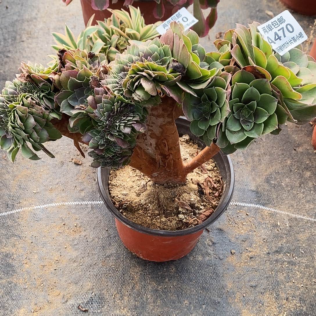 470万圣节缀化多肉法师锦多肉