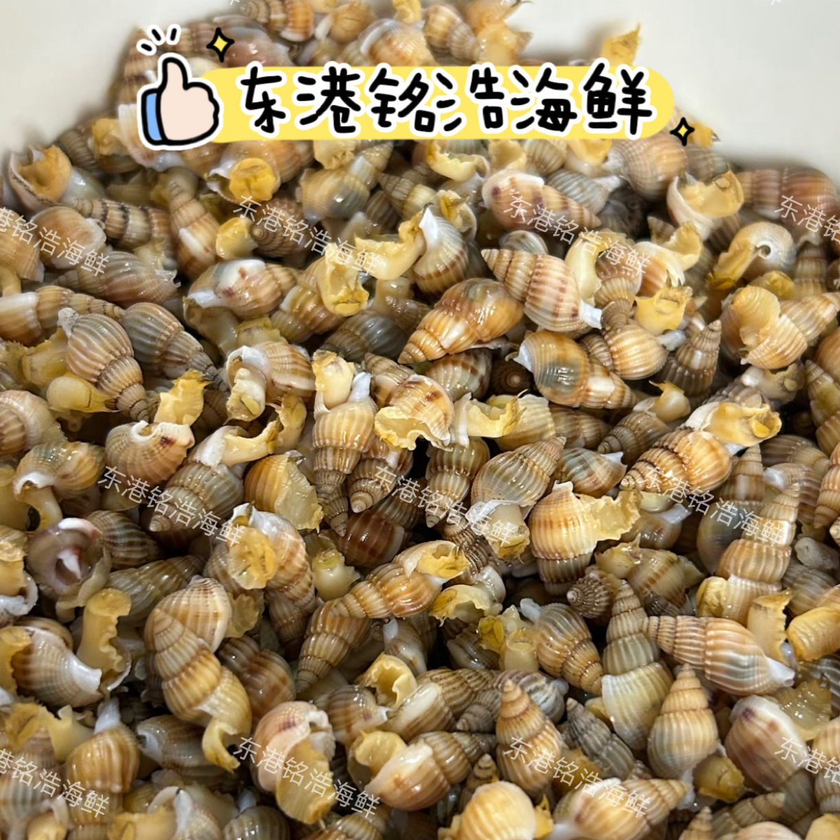 特大号海螺丝(270粒左右)肉质饱满无泥无沙顺丰发货保鲜保肥保活