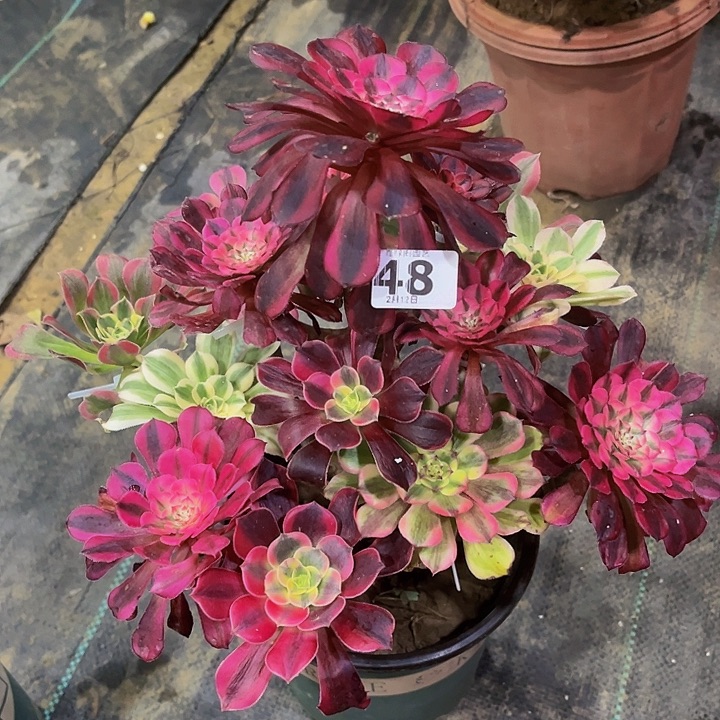 嫁接法师的48888