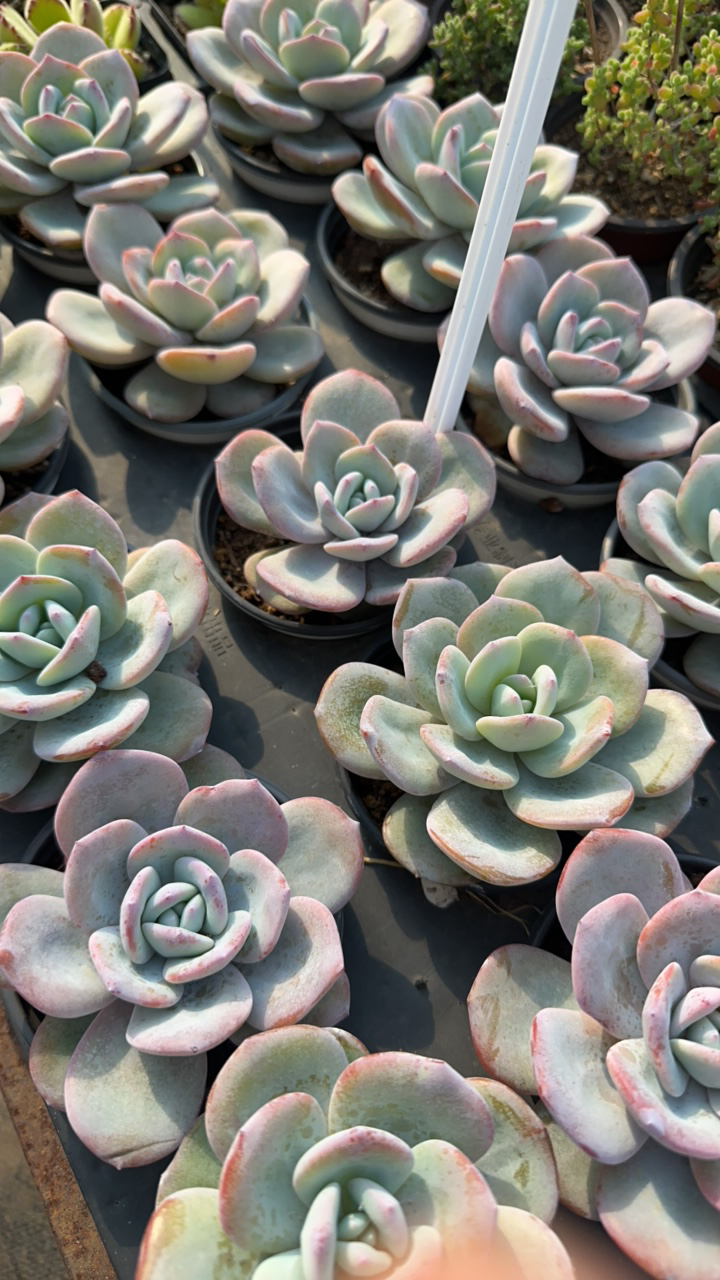 韩版奶茶（大）多肉植物 脱土