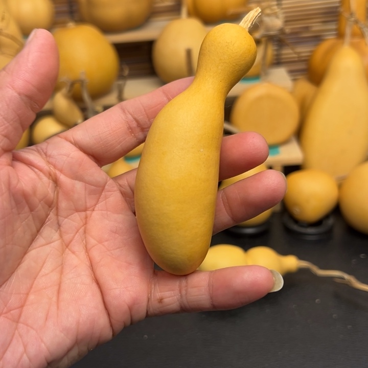 派*鑫33666696666666696