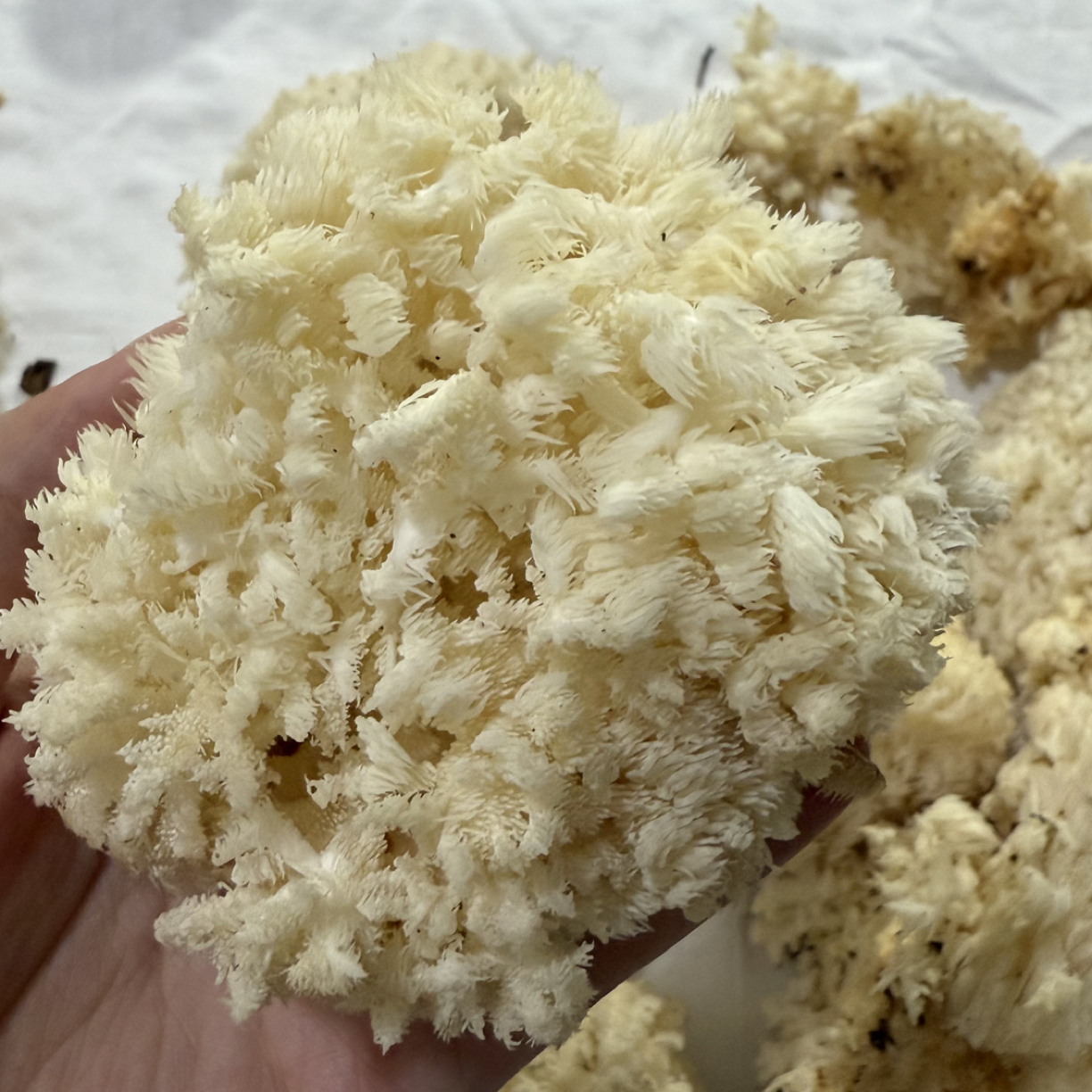 东北野生蘑菇花 顺丰包邮