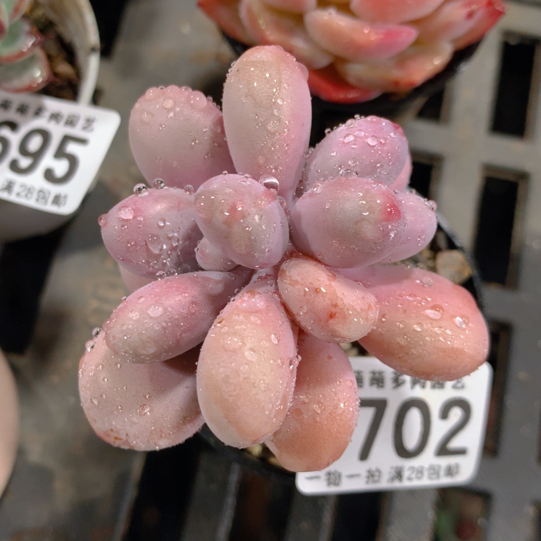 5CM拇指盆精控多肉ZT702