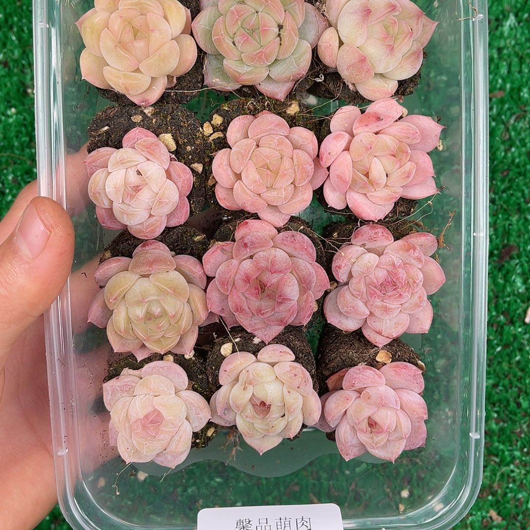 多肉一物一拍31-107