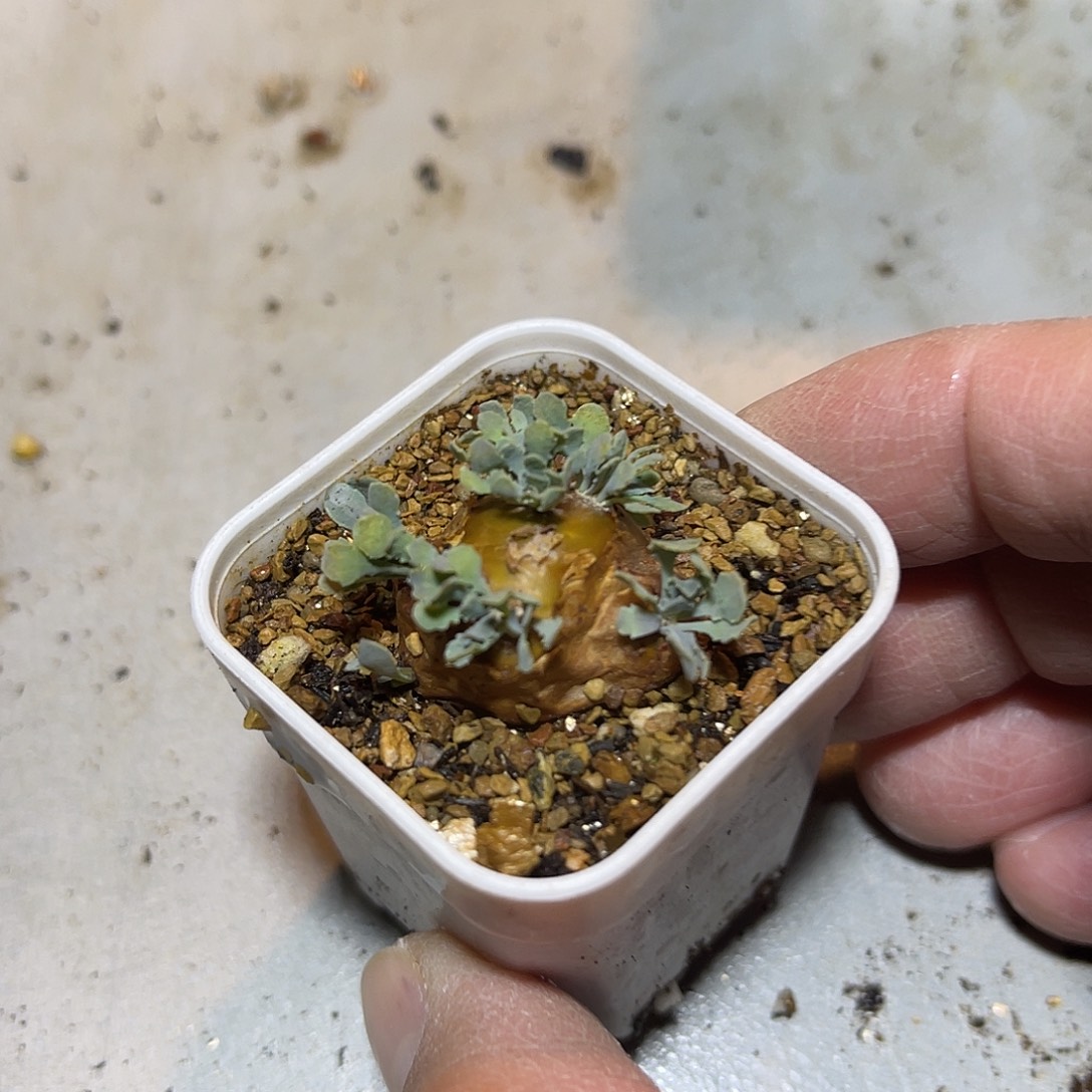 实生格加厚敦菊一物一拍