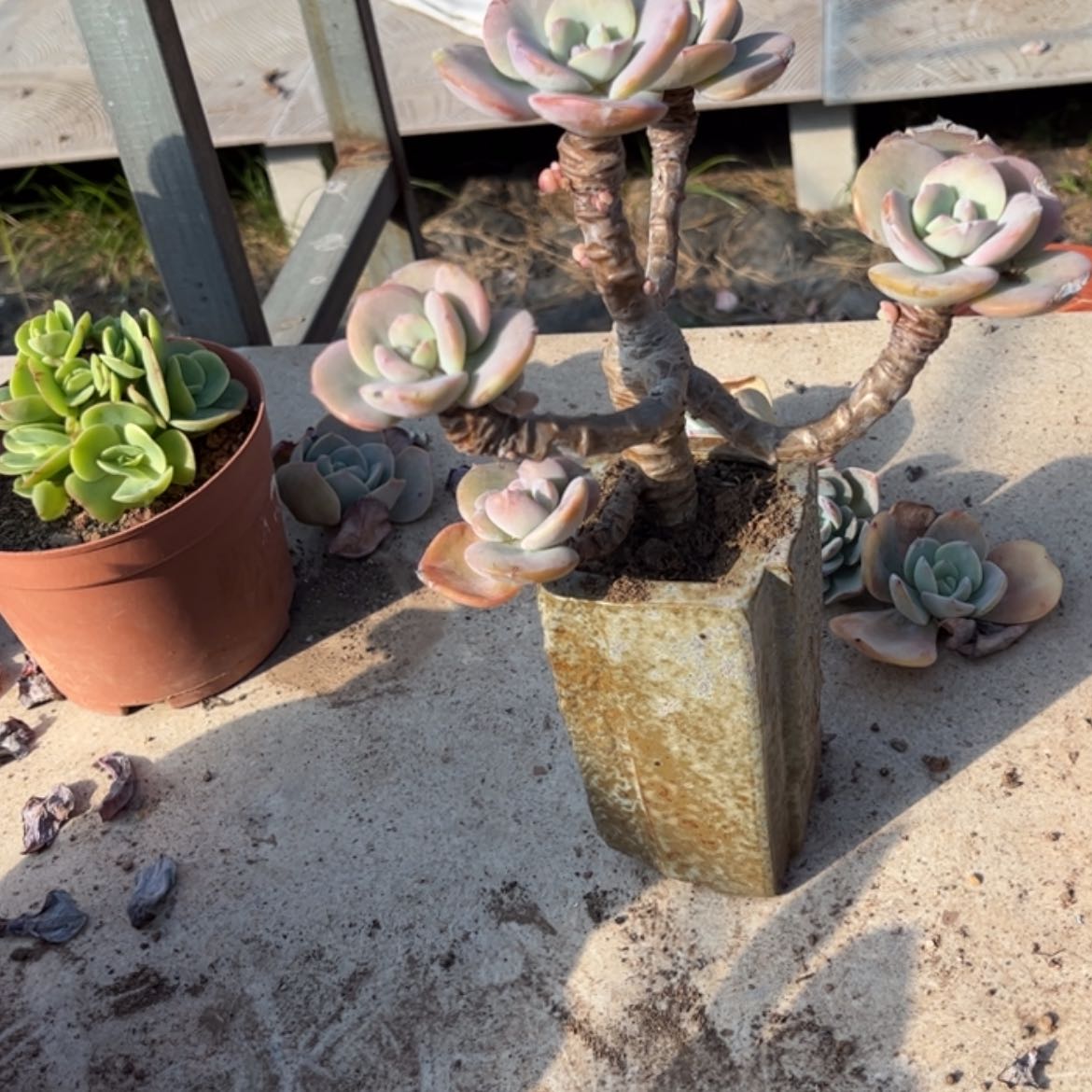 【闪购商品】无花朵杨*新