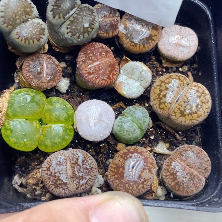 905母本带盆llllllllll