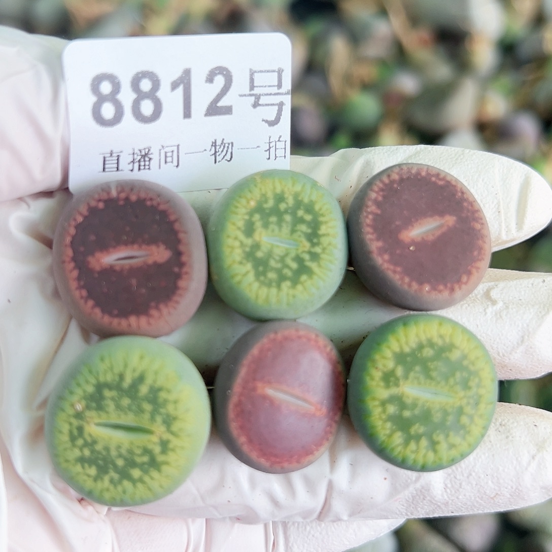 8812 好养易活生石花大母本6个2cm左右