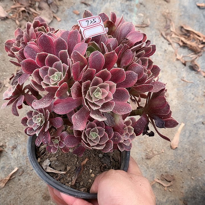 925金斯雀多肉植物