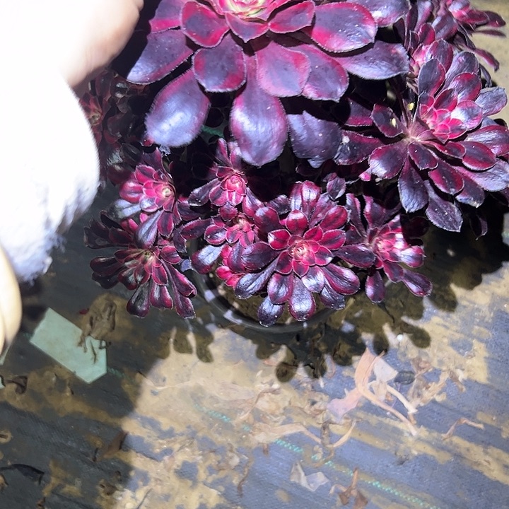 快**妹多肉法师植物链接78