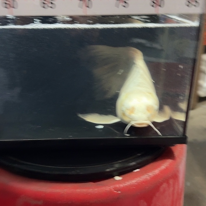 蝴蝶鲤鱼蝴蝶鲤包邮78