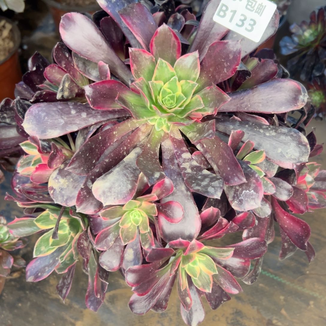 133 金丝如多肉不包断枝