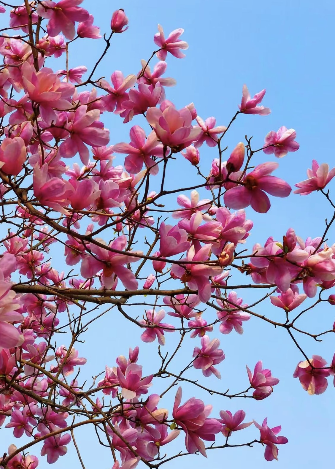 精品红玉兰树南北方冬天可以种植