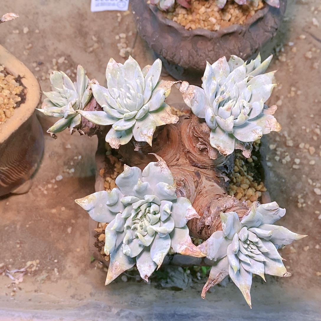 【闪购商品】哈哈哈哈苹果叶雪山多肉1531多肉