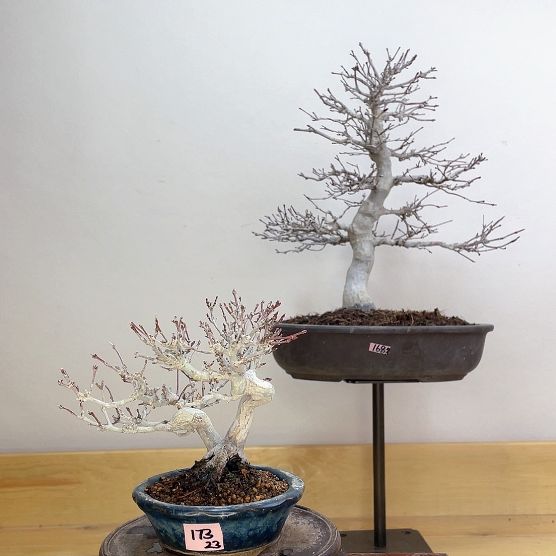 木本织姬枫树盆栽