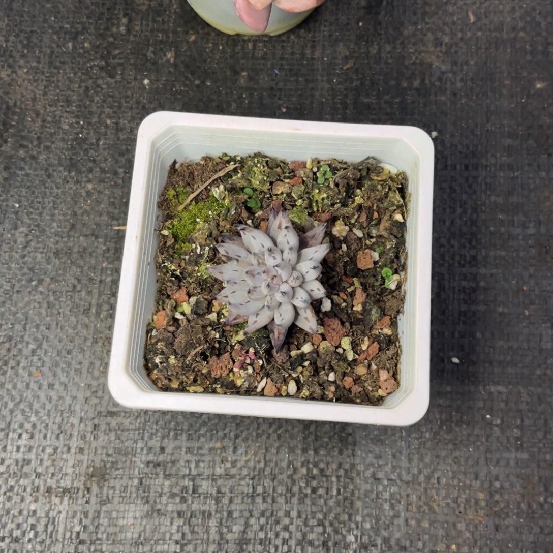 魔抓多肉单头初见