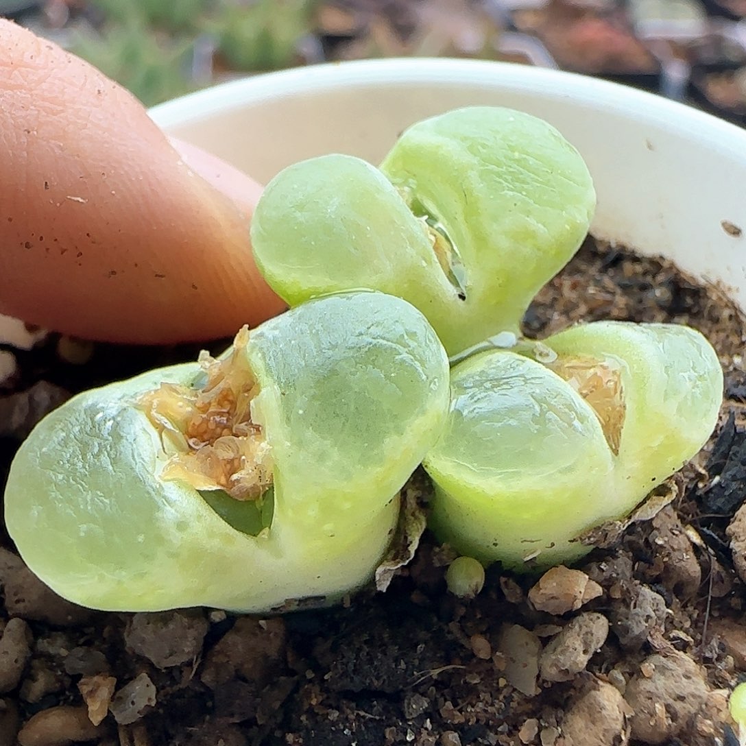 28包邮脱土发货29153