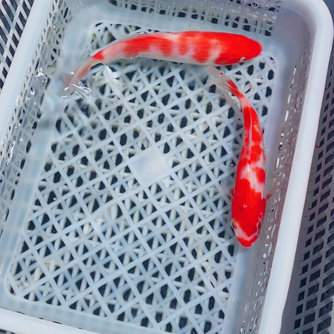 锦鲤锦鲤观赏鱼1111