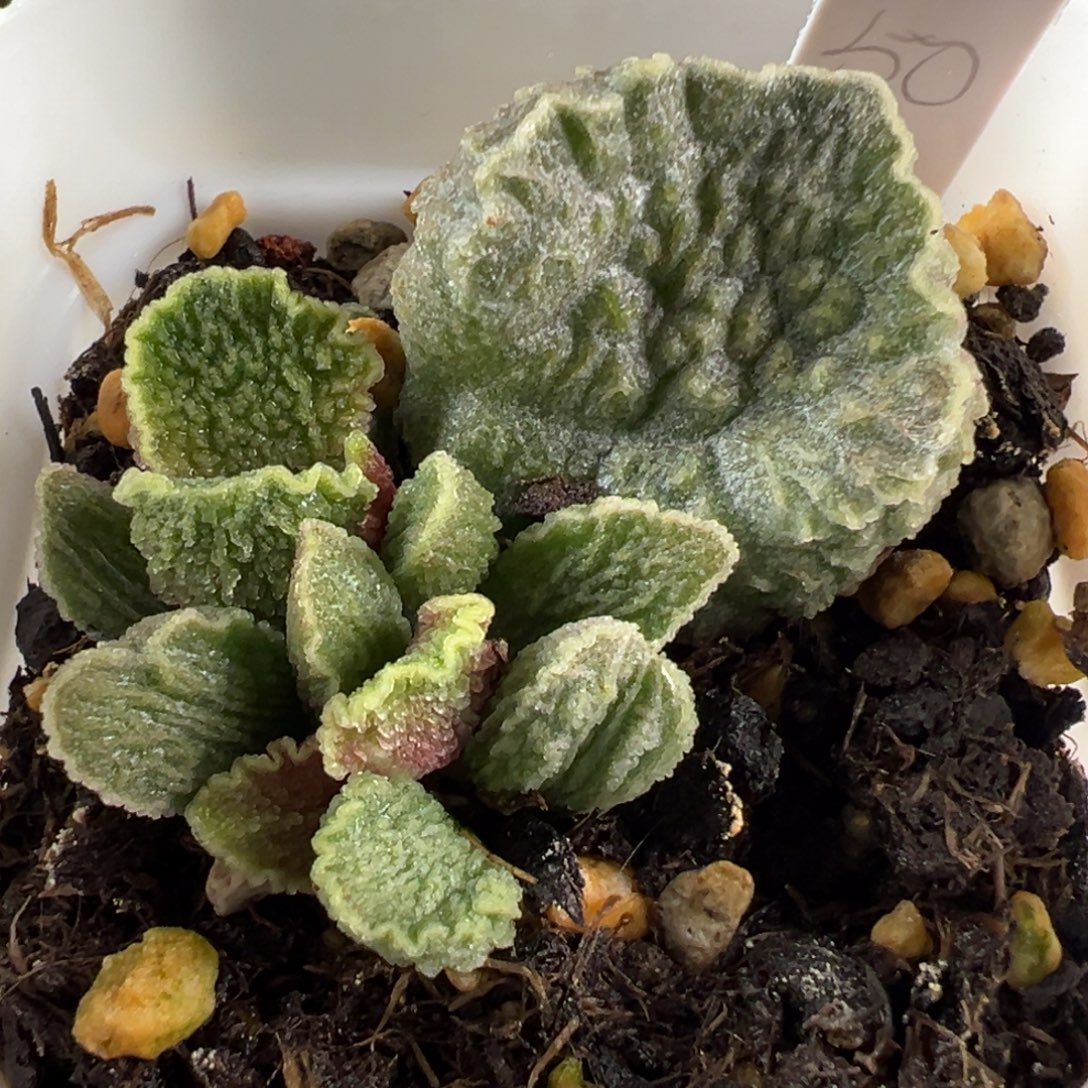 皱边款实生新品大苗多肉